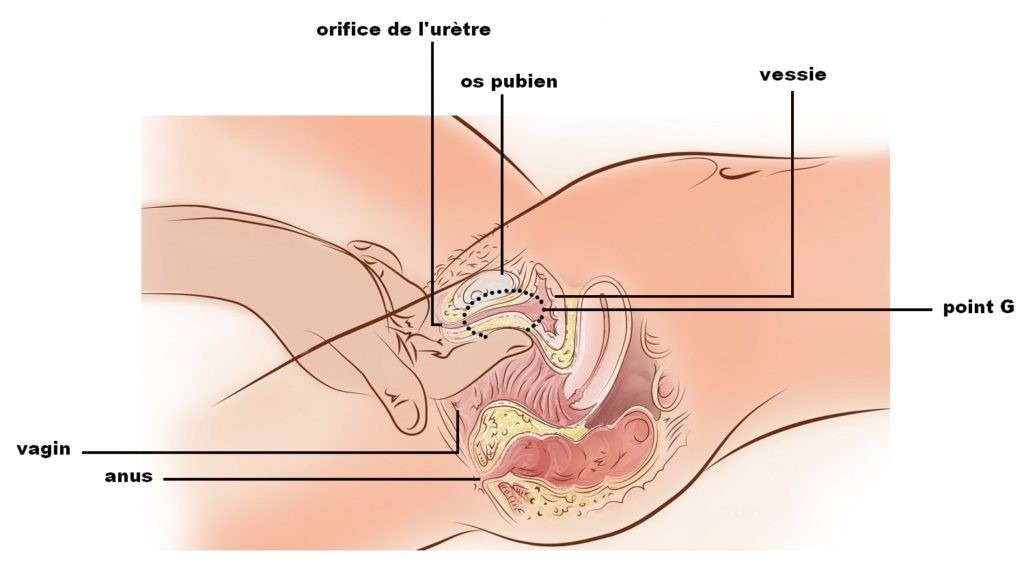 On pousse sur l'os pubien pour déclencher une pression (délicieuse) sur le point G